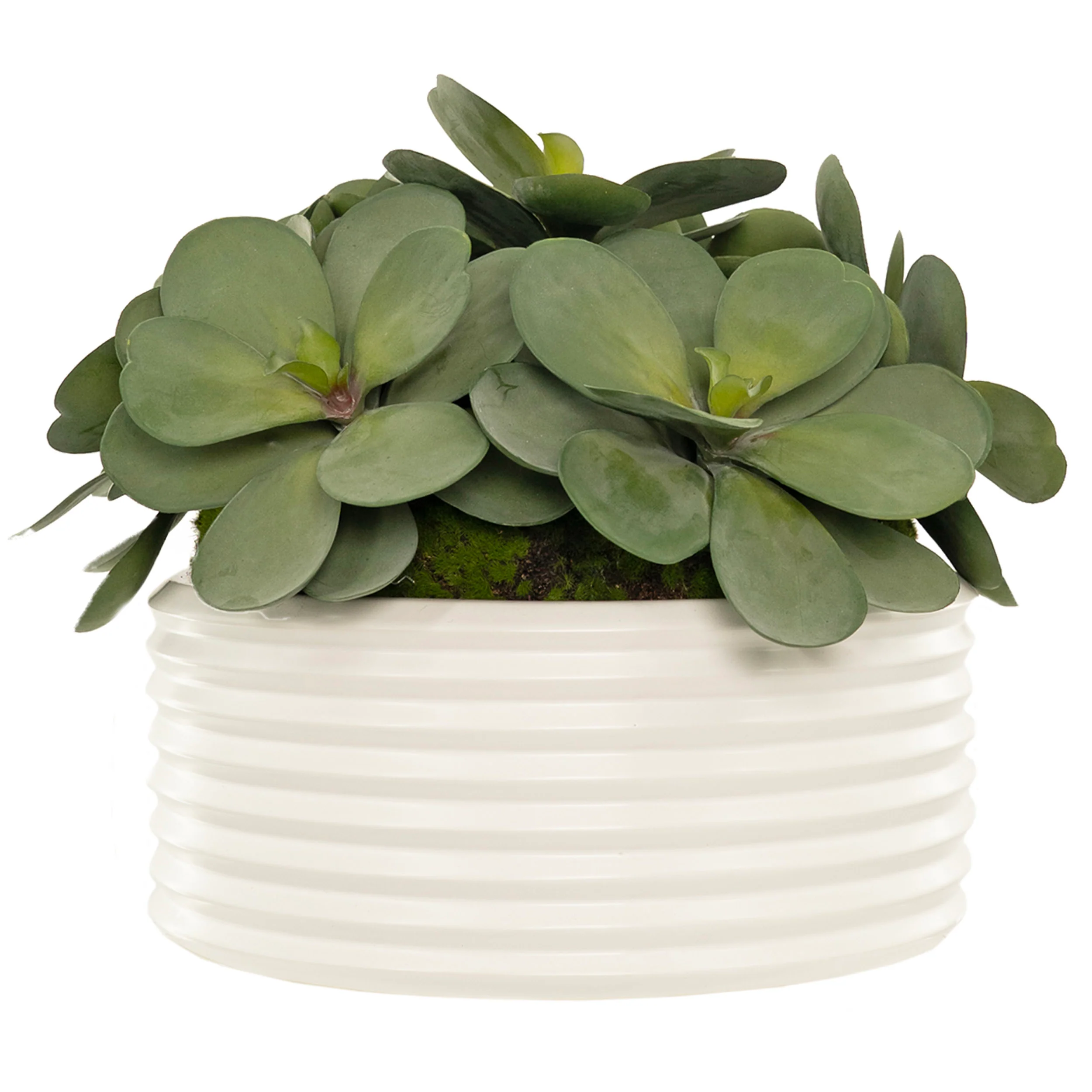 Crassula Echeveria in Armonica Bowl, White