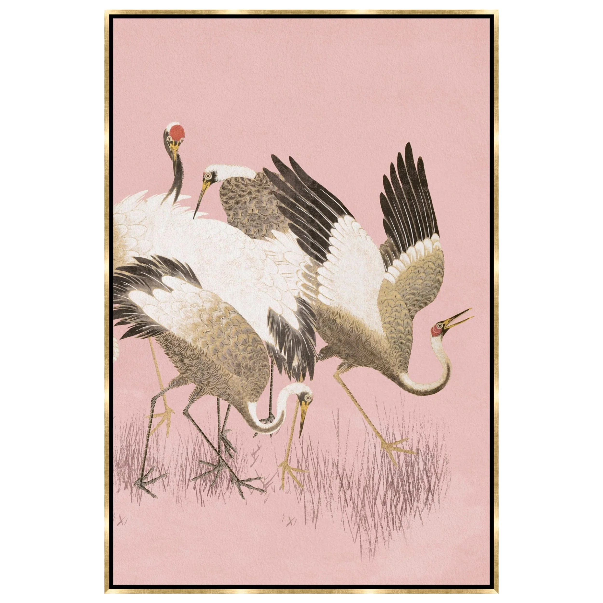 Curious Cranes Preen Framed