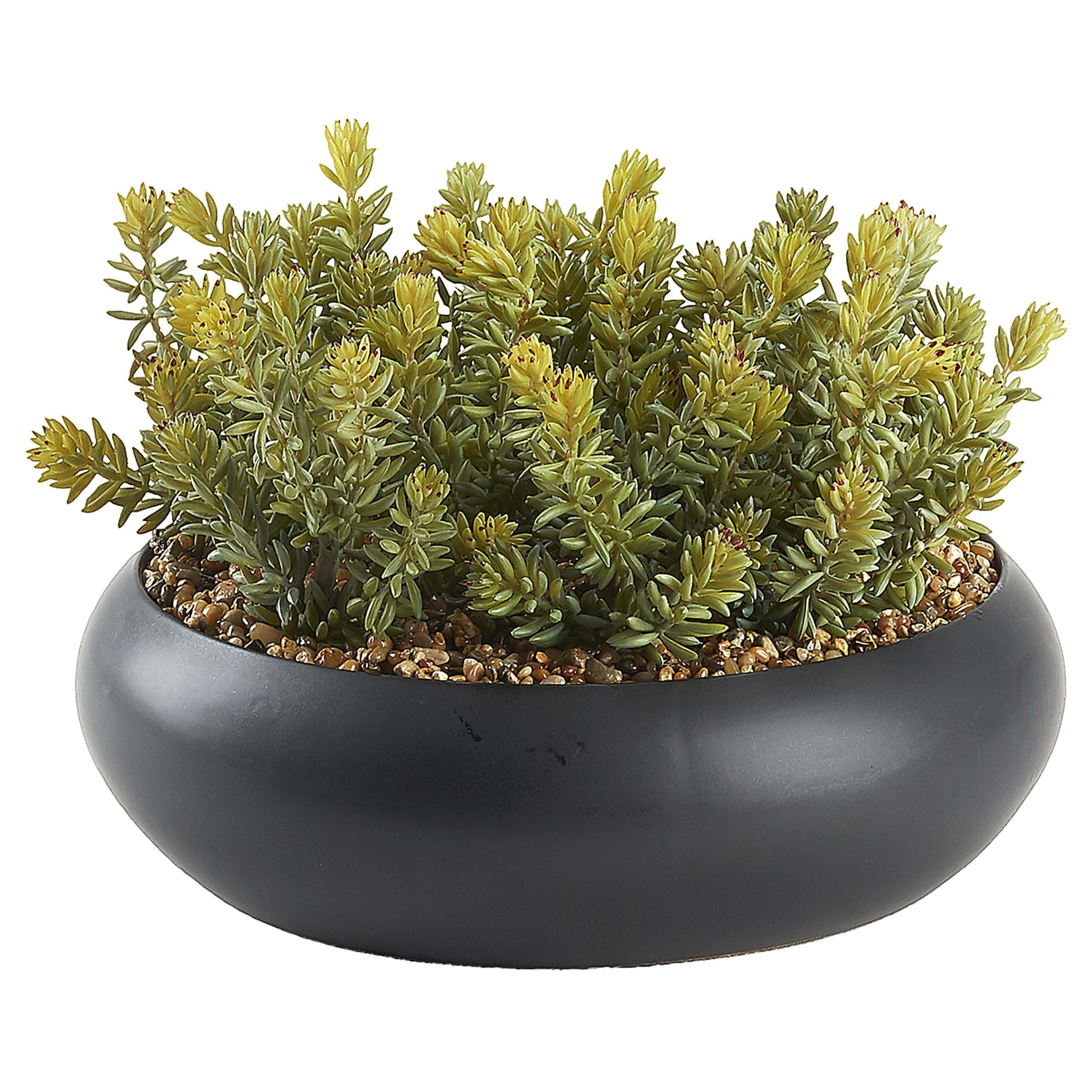 Flocked Succulents in Simply Low Bowl, Black