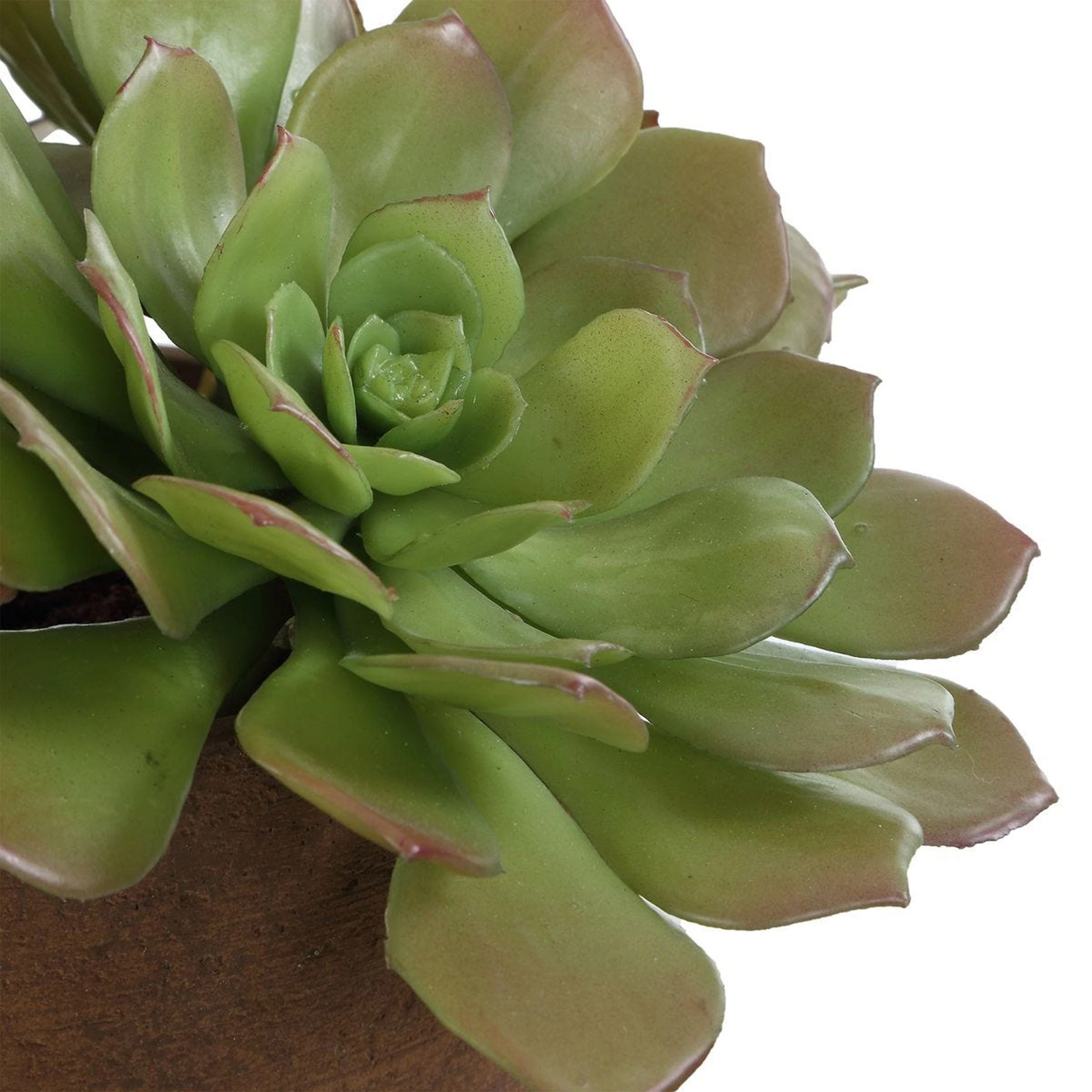Sable Succulent Accent, Terracotta - Image 3