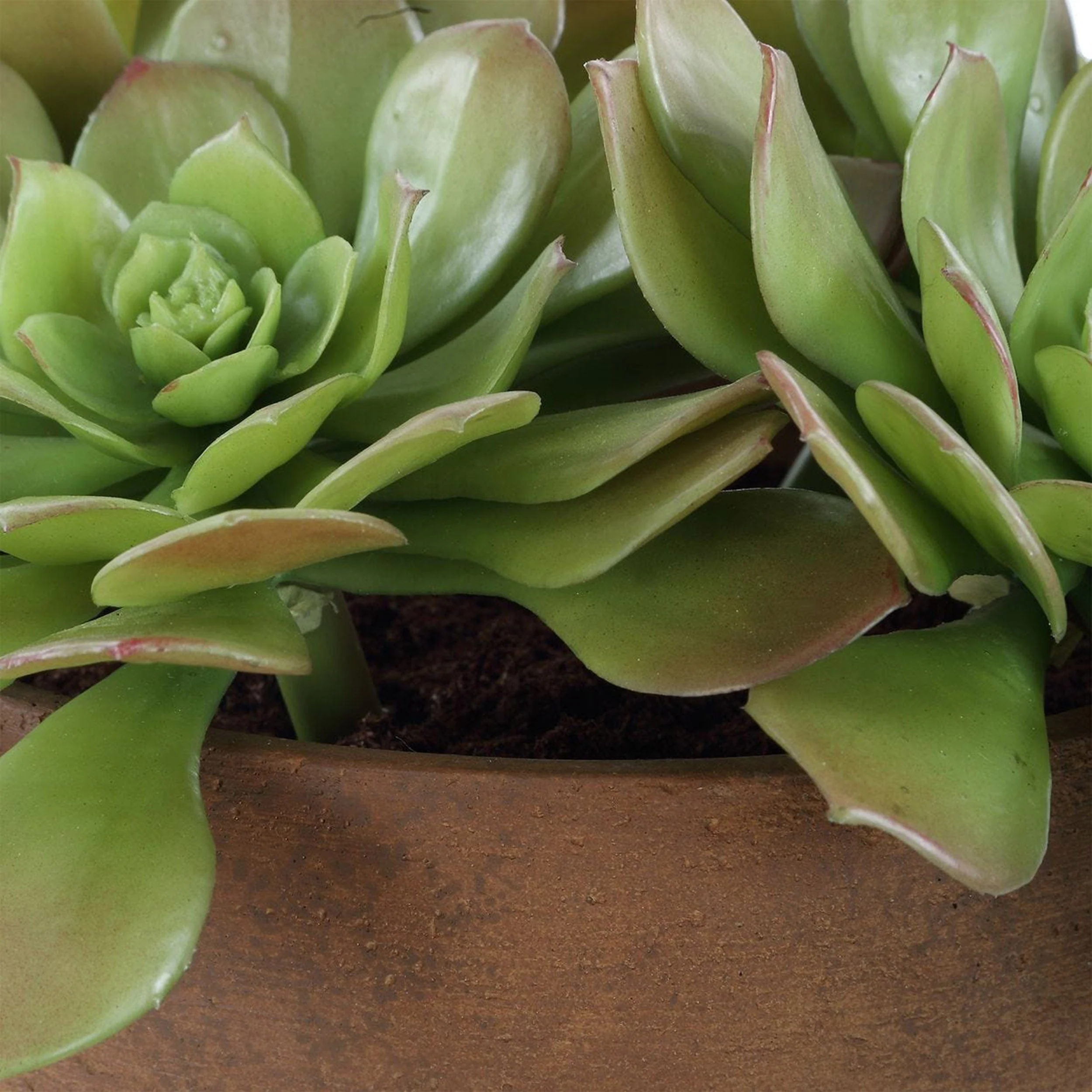 Sable Succulent Accent, Terracotta - Image 4