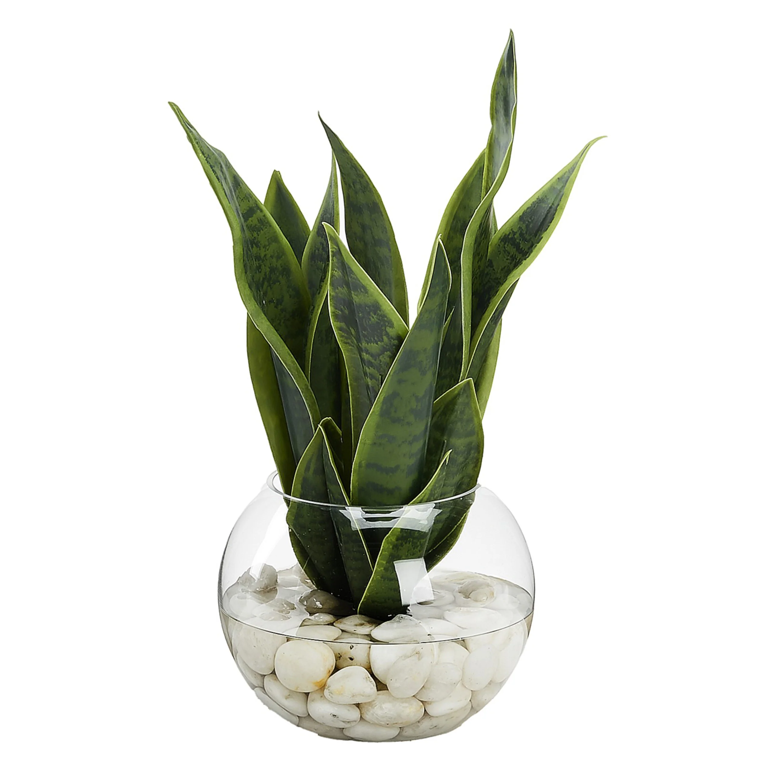 Snake Plant in Small Bubble Bowl, Clear