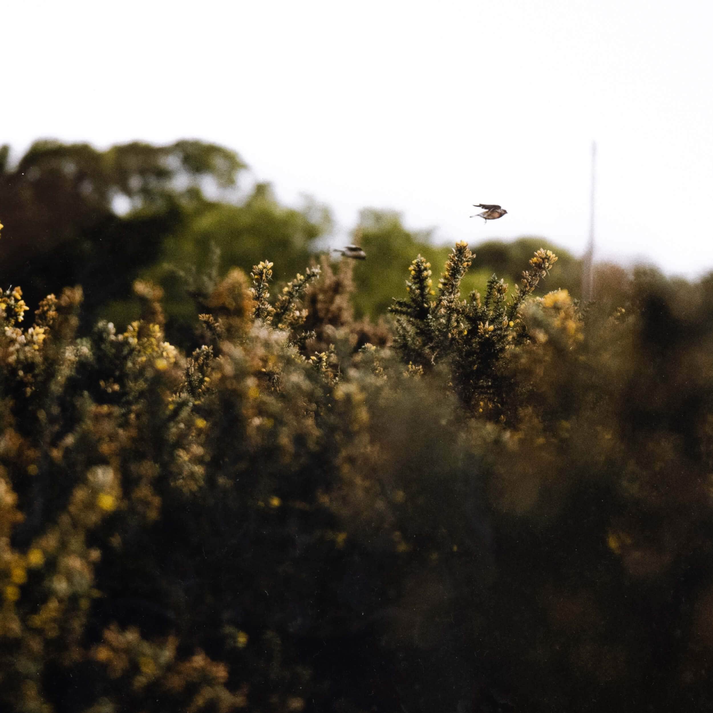 Take Flight by Annie Spratt by Four Hands - Image 4
