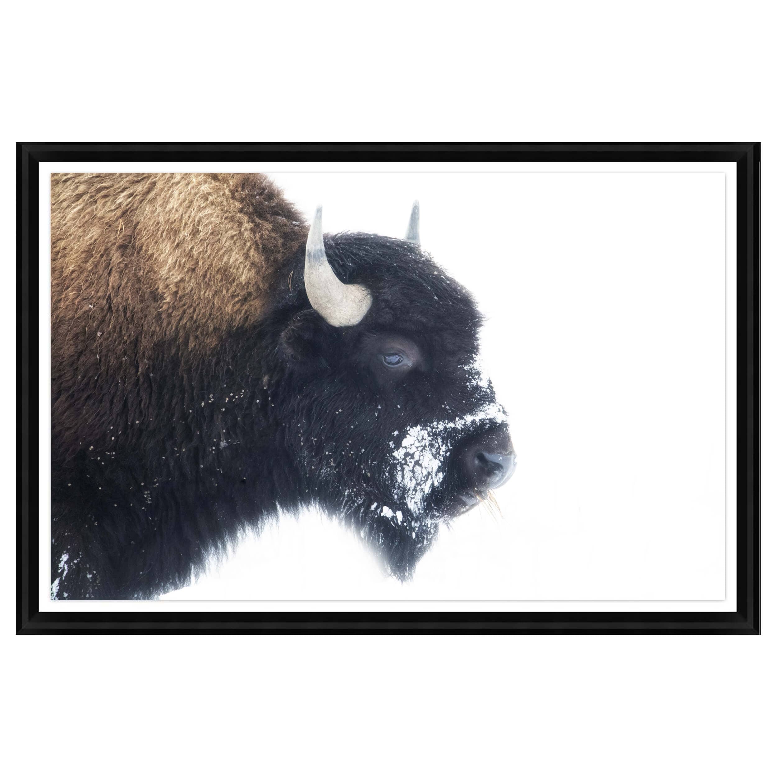 Winter Portrait Acrylic Glass Framed